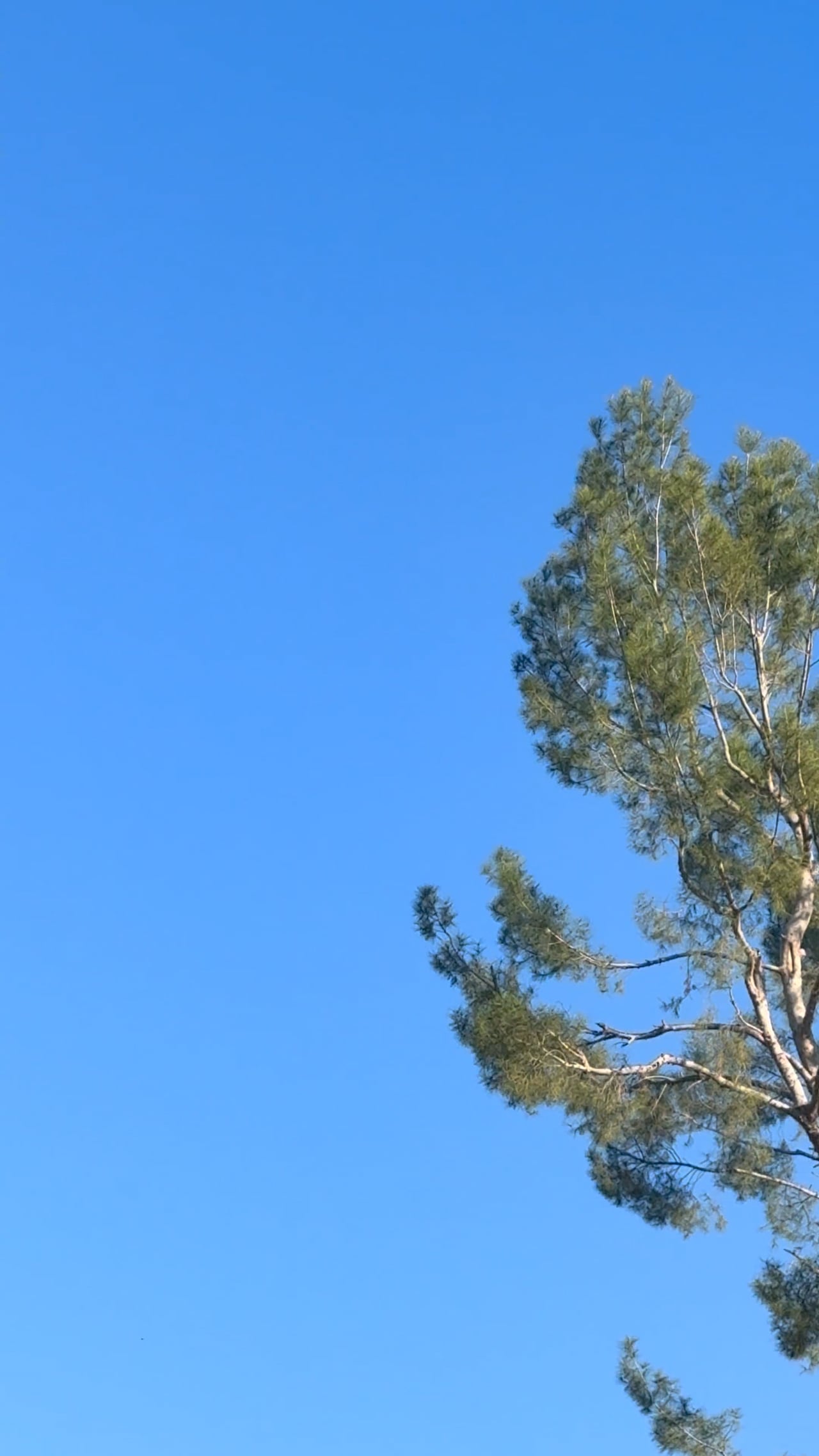 Additional footage from the December 15, 2025 recording in Los Angeles.