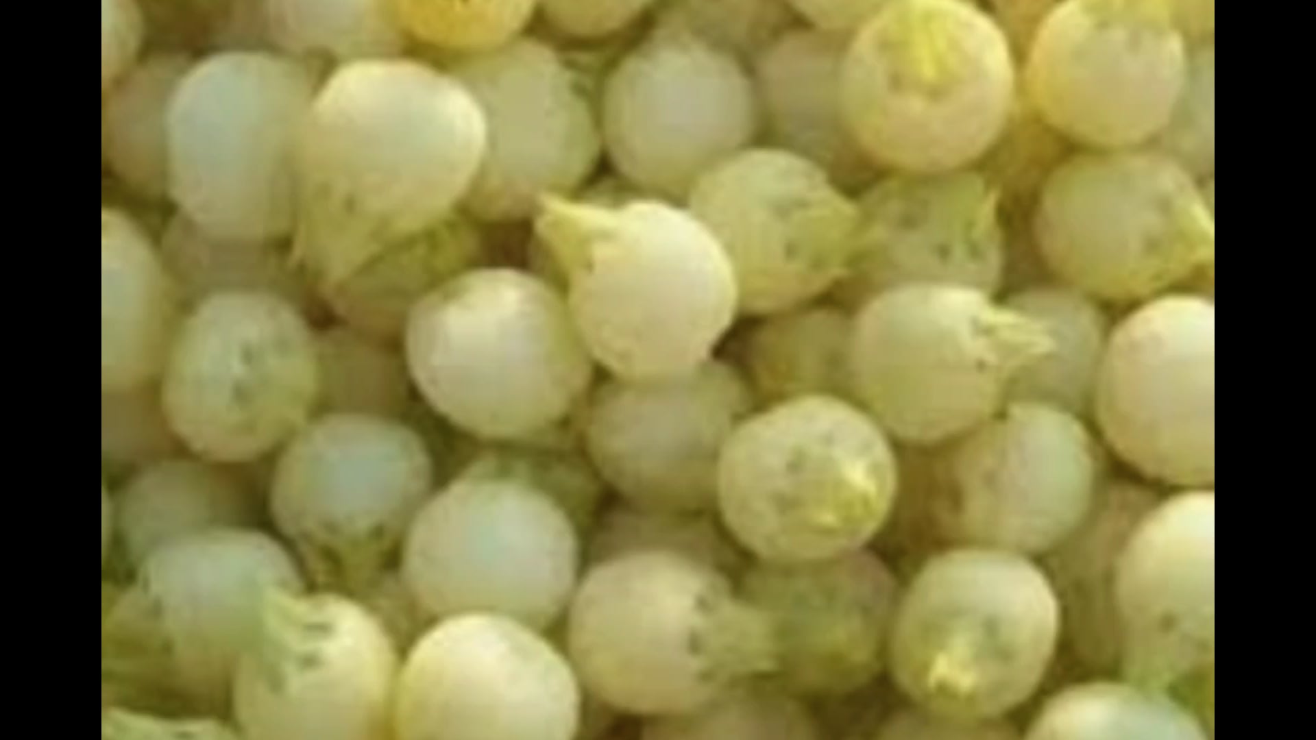 भरको का अंधेरा: अवैध शराब और घटिया गुड़ का जाल फैला आदिवासी इलाकों में