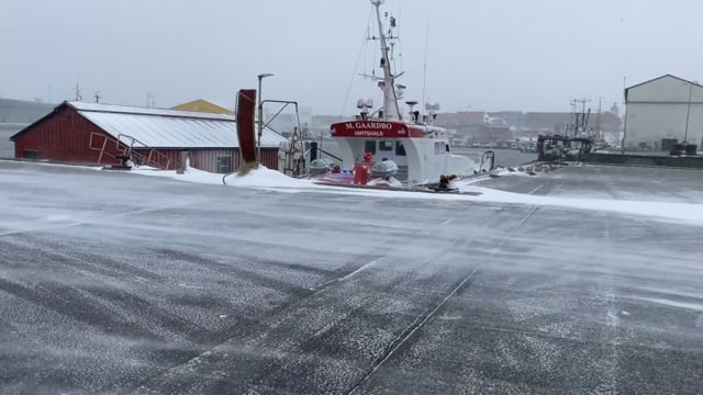 Slå katten af tønden - i havnen