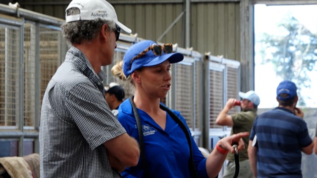 2026 National Yearling Sale | Renwick Farms