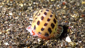 0615_Moon shell at night