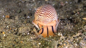 0614_Moon shell digging into volcanic sandy seafloor at night