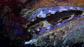 0613_Thorny oyster close up on coral reef