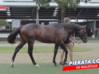 Pierata x Goldylux C DAVID 1