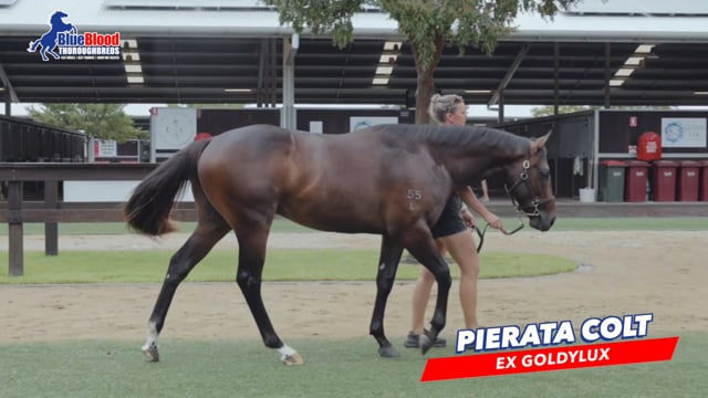 Pierata x Goldylux C DAVID 1