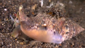 0599_Cone shell walking over volcanic seafloor