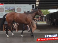 Proisir x Hail To The Queen F DAVID