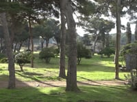 Es planten pins per regenerar el Parc del Creuet a Empúries