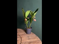 Medinilla Flamenco
