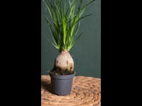 Pata de Elefante Mini