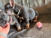 My personality & characteristics