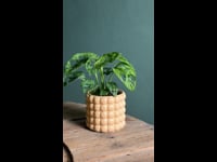 POPPY AMARILLA VIDEO