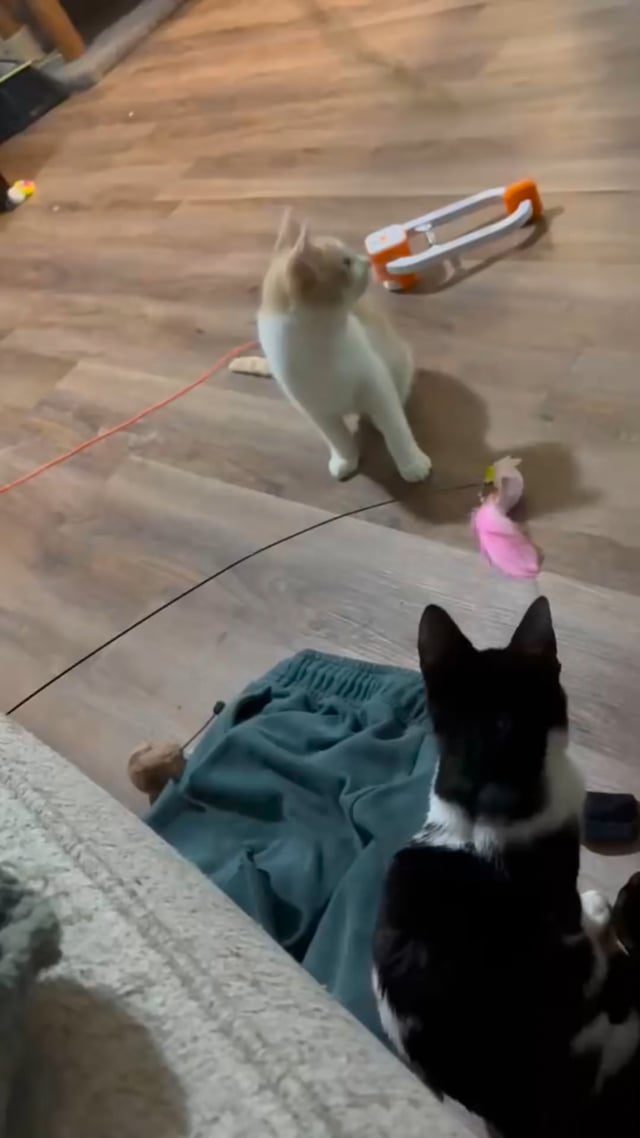 Enlarge Stanley 3 Legged cat who'll steal your heart **SEE his video, a ADOPTABLE Domestic Short Hair in Houston, TX video 6/6