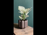 retro-marron-mate-video