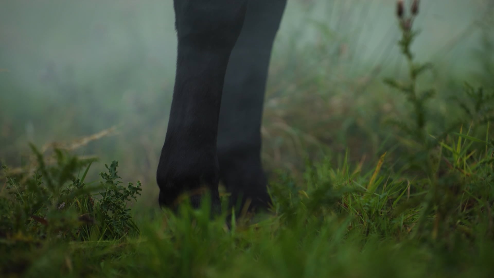 Druids | Black Friday TVC