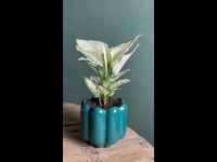 Retro-turquesa-videop