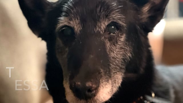 Enlarge Tessa, a ADOPTABLE mixed breed in Crestwood, IL video 4/4