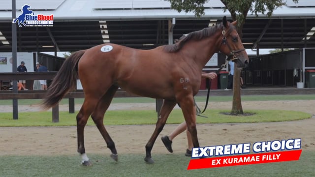 Extreme Choice x Kuramae F DAVID 1