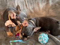 My personality & characteristics