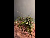 Aeschynatus-Mamoratus-video