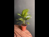 Livistonia-palmera-abanico-video