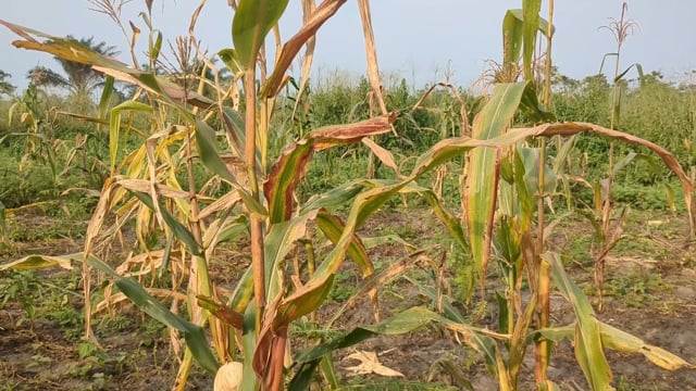Mon champ est détruit