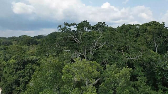 Déforestation au Maniema