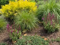 Shrub & Perennials by Driveway