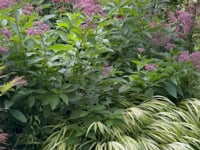 Late Summer Garden in New Rochelle, NY