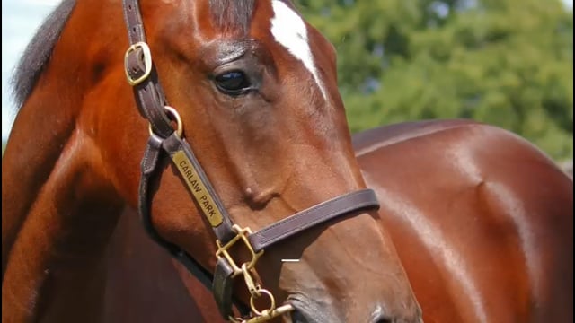 Lot 3