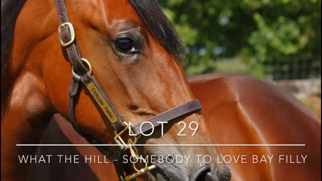 Lot 29
