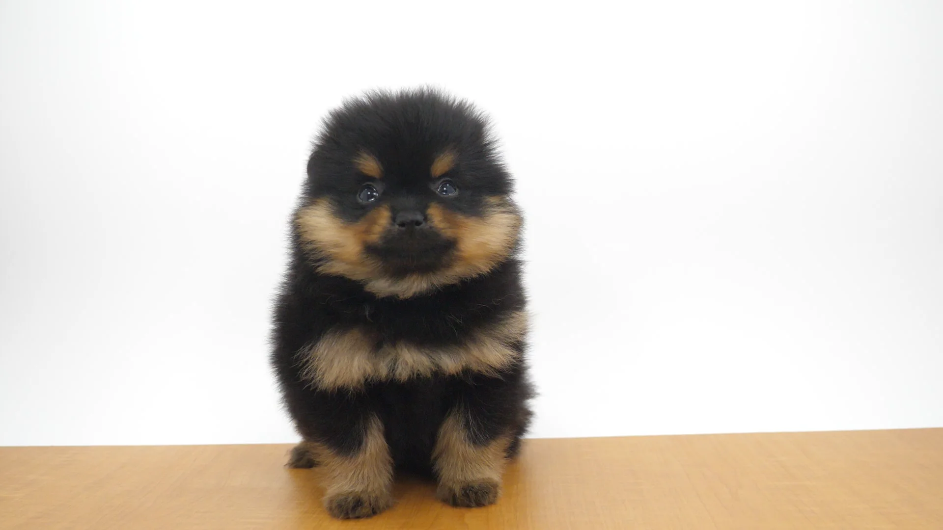 ポメラニアン ブラック＆タン 女の子 国立店 2026021147201 ｜ペット