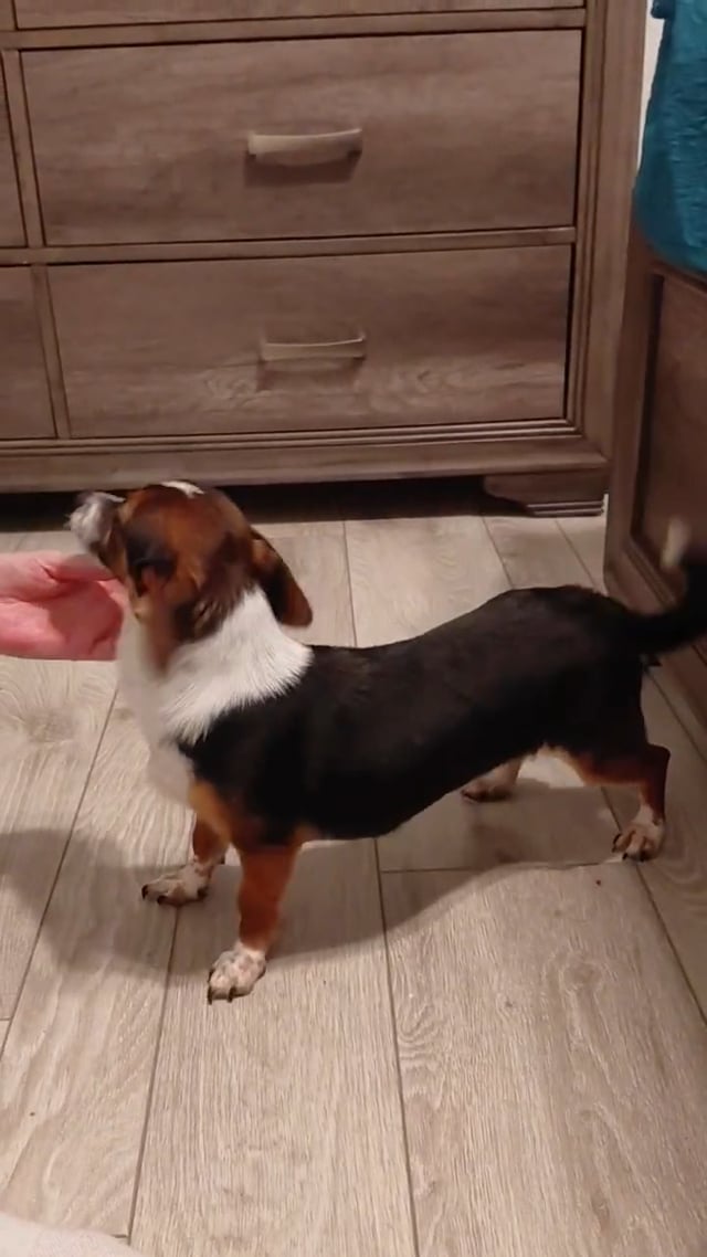 Enlarge Shirley, an adopted mixed breed in Dearborn, MI video 6/6