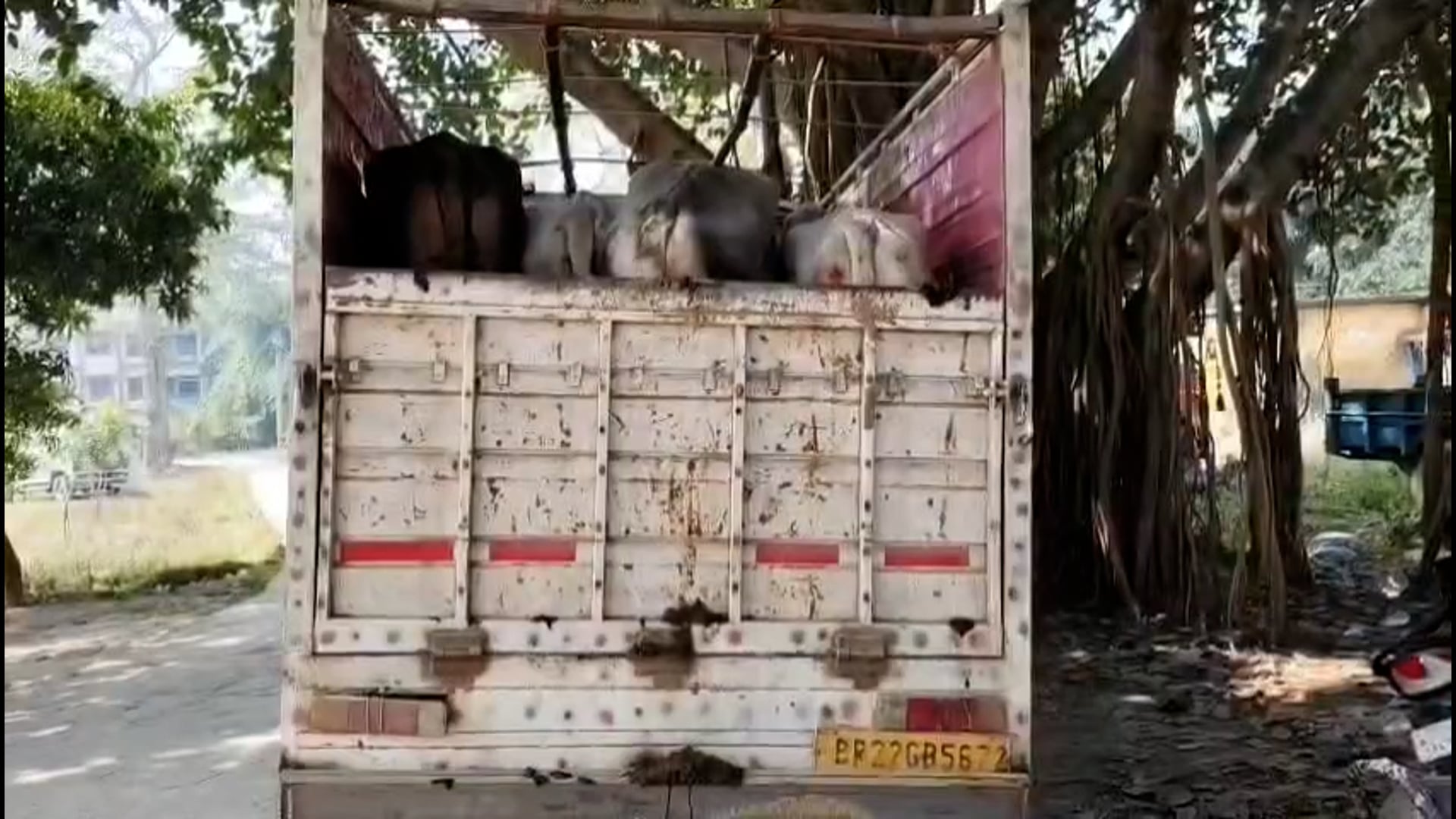 5 मवेशी सहित पिकअप जप्त, चालक मौके से फरार।