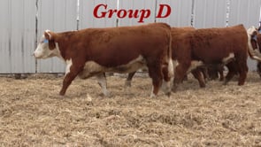 Lot #D - BRED BALDIE HEIFERS