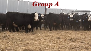 Lot #A1 - BRED BALDIE HEIFERS