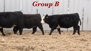 Lot #B1 - BRED BALDIE HEIFERS