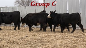 Lot #C - BRED BALDIE HEIFERS