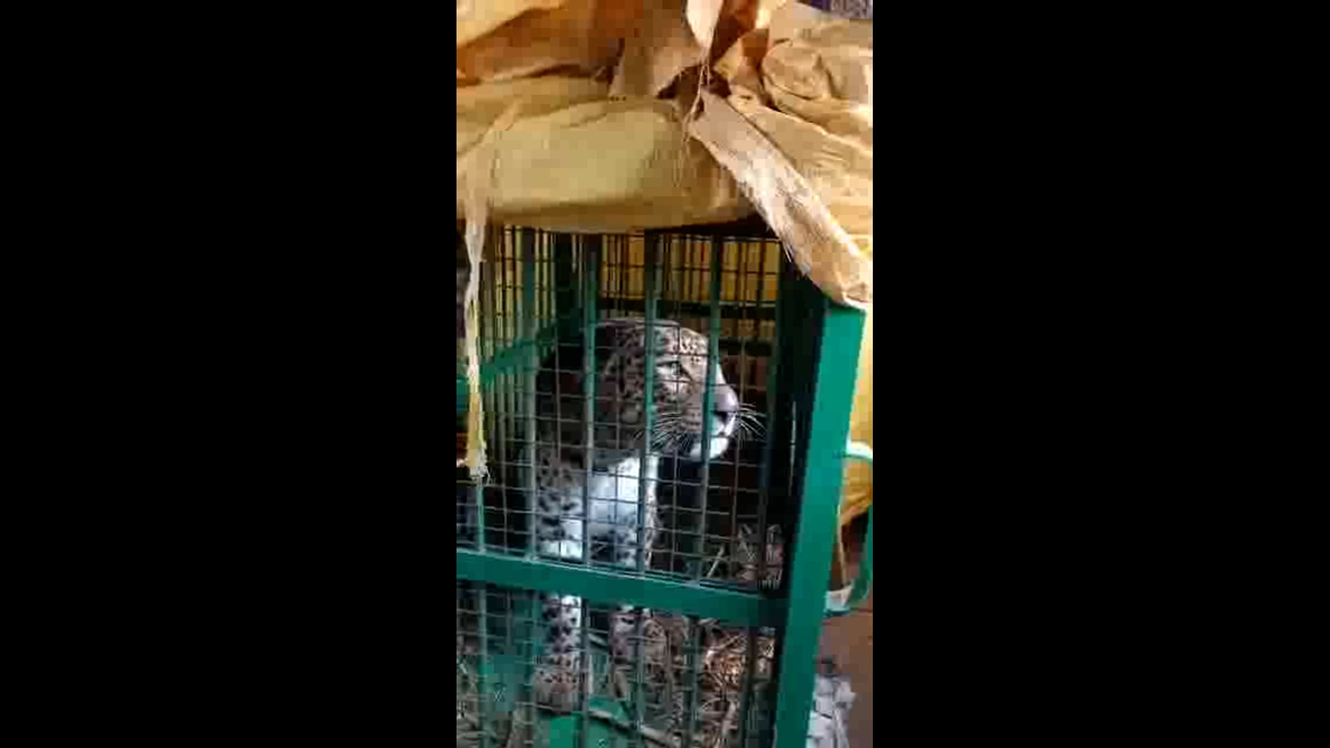 पलिया कलां खीरी: तेंदुआ पकड़ा गया पटिहन गजरौला के आसपास लगाए गए पिंजरे में कैद हुआ तेंदुआ ग्रामीणों ने ली राहत की सांस