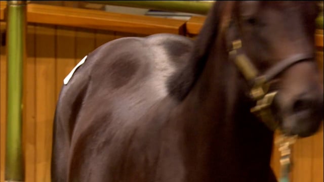 2026 National Standardbred Yearling Sale, Lot 91 - 98