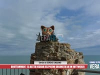 Grottammare - La gatta decana del Piceno sbranata da un rottweiler