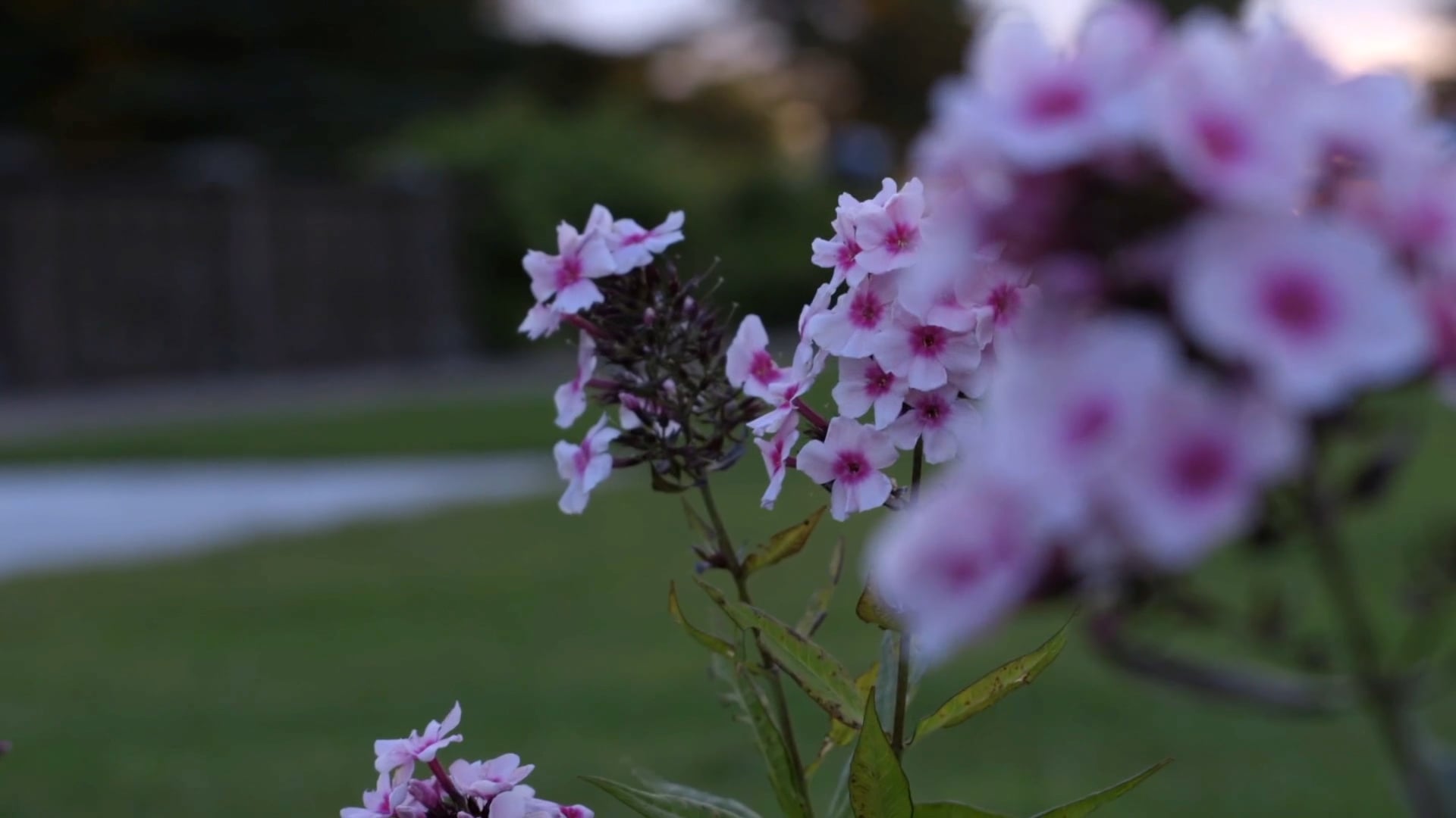 Bramall Wedding Promo