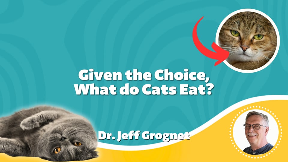 Given the Choice, What Do Cats Eat?