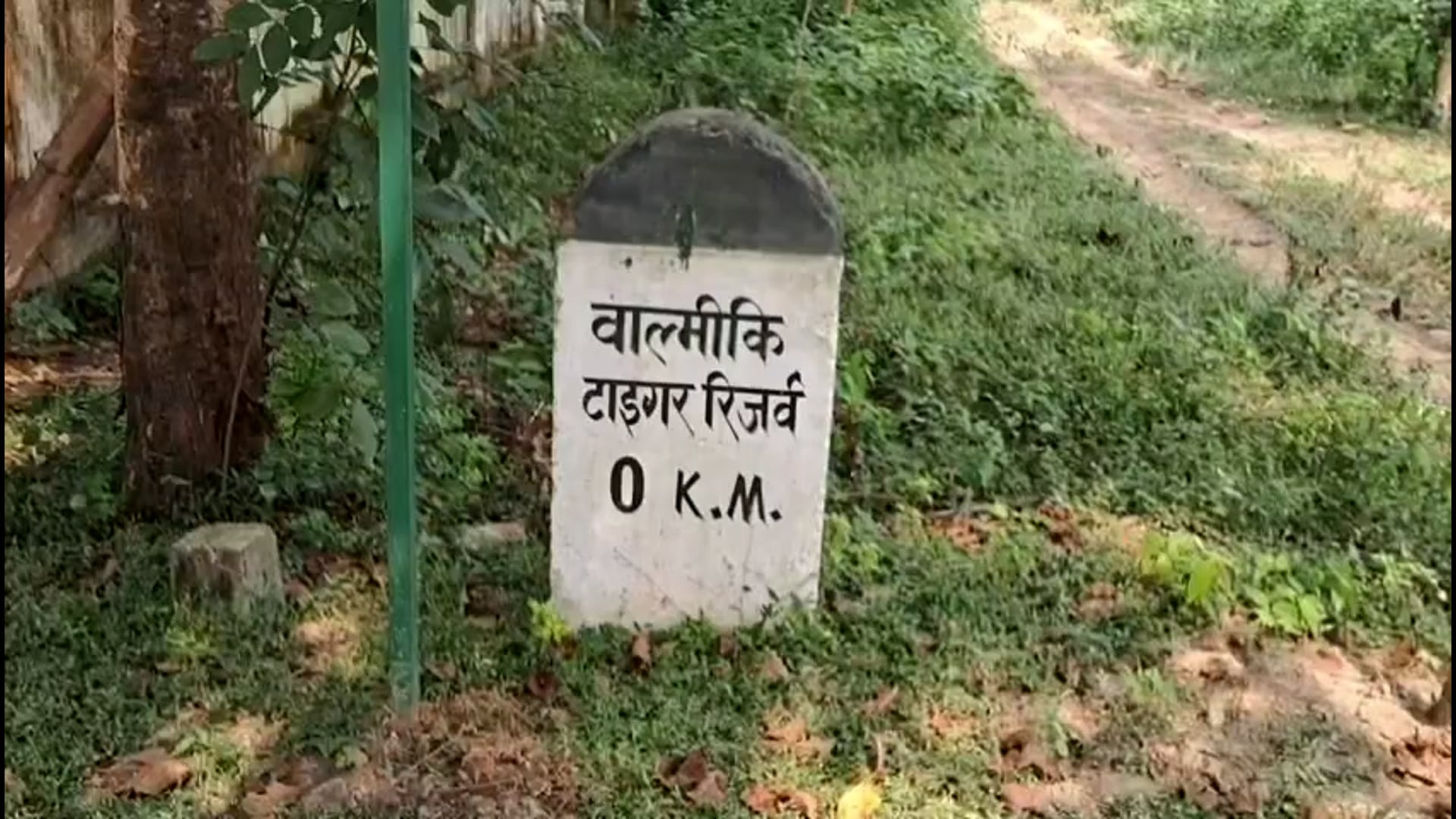 बाघ के हमले में युवक जख्मी, तीन भैंसों को भी बनाया निशाना, युवक का इलाज जारी।