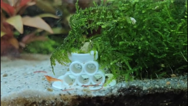 Making and 3D Printing a Cherry Shrimp Station