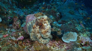The Undersea World in HD