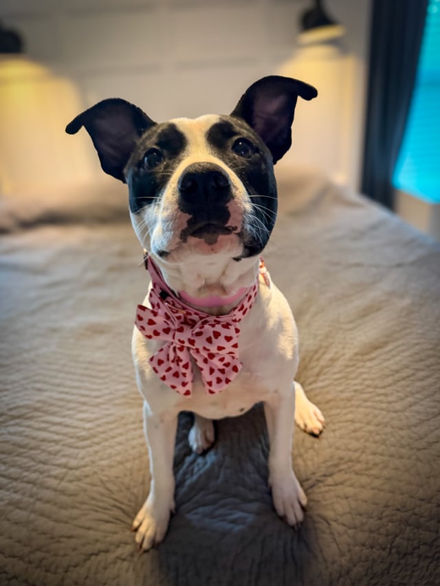 Enlarge Brooke, an adopted mixed breed in Pennington, NJ video 4/4