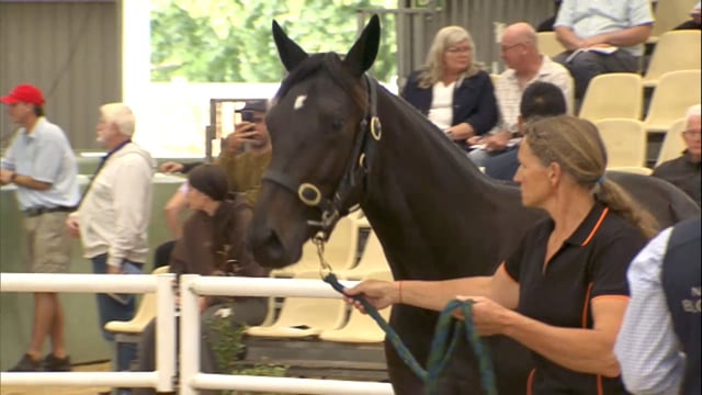 2026 National Standardbred Yearling Sale, Lot 163 - 171