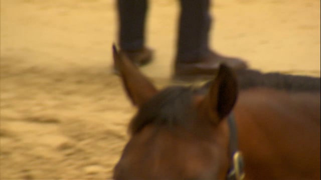 2026 National Yearling Sale | Lot 258, $290,000