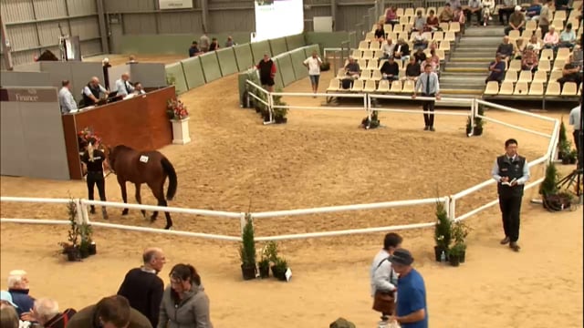 2026 National Standardbred Yearling Sale, Lot 271 - 280